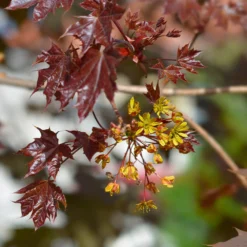 Crimson King Maple Tree -Deals Blossom Vines Store Crimson King Maple 2
