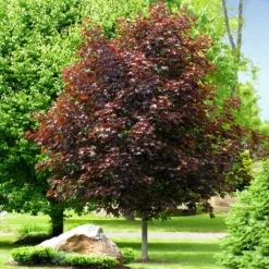 Crimson King Maple Tree -Deals Blossom Vines Store Crimson King Maple 2 BB