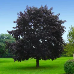 Crimson King Maple Tree -Deals Blossom Vines Store Crimson King Maple 3 BB