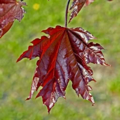 Crimson Sentry Norway Maple Tree 7 Crimson Sentry Norway Maple Tree -Deals Blossom Vines Store Crimson Sentry Maple 2 BB