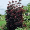 Crimson Sentry Norway Maple Tree -Deals Blossom Vines Store Crimson Sentry Maple BB 600x600 45a6709e 3831 4d03 8d6d 0cd312a870f2