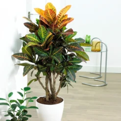 Sunset Hues House Plant Kit -Deals Blossom Vines Store Croton Petra 3 BB ff67a4a1 1b61 45e0 ab99 26fa1a8df015