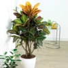 Croton Plant 1 Croton Plant -Deals Blossom Vines Store Croton Petra BB 600x600 43e3de93 be7f 42b5 af06 65113a548278