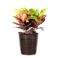 Croton Plant 16 Croton Plant -Deals Blossom Vines Store Croton Petra Delilah Brown Pot