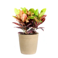 Croton Plant 17 Croton Plant -Deals Blossom Vines Store Croton Petra Delilah Tan Pot