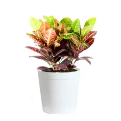 Croton Plant 19 Croton Plant -Deals Blossom Vines Store Croton Petra Delilah White Pot