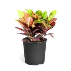 Croton Plant 18 Croton Plant -Deals Blossom Vines Store Croton Petra Standard Pot