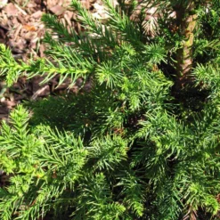 Black Dragon Cryptomeria -Deals Blossom Vines Store Cryptomeria Black Dragon 3