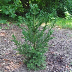 Black Dragon Cryptomeria -Deals Blossom Vines Store Cryptomeria Black Dragon 4