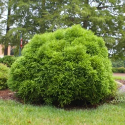 Cryptomeria 'Globosa Nana' -Deals Blossom Vines Store Cryptomeria Radicans 3