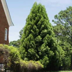 Cryptomeria Radicans Tree -Deals Blossom Vines Store Cryptomeria Radicans 5