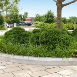 Cryptomeria 'Globosa Nana' -Deals Blossom Vines Store Cryptomeria Radicans 5 e6071c63 ad38 4b06 9556 53d562a0470a