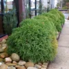 Cryptomeria 'Globosa Nana' -Deals Blossom Vines Store Cryptomeria Radicans BB 600x600 282e9bc7 9ef4 48b0 9092 d283a58d81e4