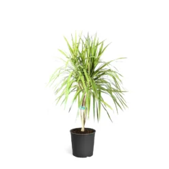 Braided Madagascar Dragon Tree 21 Braided Madagascar Dragon Tree -Deals Blossom Vines Store DRA MAD 12 3