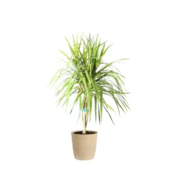Braided Madagascar Dragon Tree 17 Braided Madagascar Dragon Tree -Deals Blossom Vines Store DRA MAD 12 3 beigedelilah