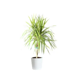 Braided Madagascar Dragon Tree 16 Braided Madagascar Dragon Tree -Deals Blossom Vines Store DRA MAD 12 3 whitedelilah
