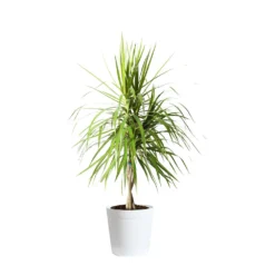 Braided Madagascar Dragon Tree 18 Braided Madagascar Dragon Tree -Deals Blossom Vines Store DRA MAD 23 3 whitedelilah