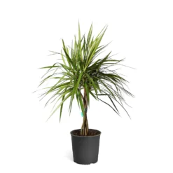 Braided Madagascar Dragon Tree 20 Braided Madagascar Dragon Tree -Deals Blossom Vines Store DRA MAD3