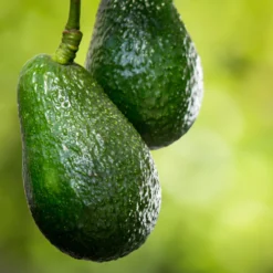 Condo™ Avocado Tree -Deals Blossom Vines Store Day Condo Avocado 6 BB