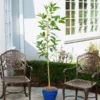 Condo™ Avocado Tree -Deals Blossom Vines Store Day Condo Avocado BB 600x600 5e5043fc 7fce 4b75 8e75 810bb46c61e3