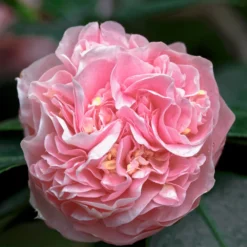 Debutante Camellia Shrub -Deals Blossom Vines Store Debutante Camellia 5 BB