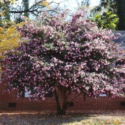 Debutante Camellia Shrub -Deals Blossom Vines Store Debutante Camellia 6