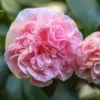 Debutante Camellia Shrub 1 Debutante Camellia Shrub -Deals Blossom Vines Store Debutante Camellia BB 600x600 ce989ac6 4a87 4b3e ada5 afc584274c85