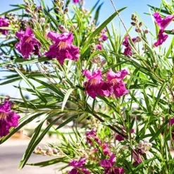 Bubba Jones Desert Willow -Deals Blossom Vines Store Desert WIllow Bubba Jones 1