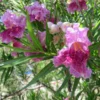 Bubba Jones Desert Willow -Deals Blossom Vines Store Desert WIllow Bubba Jones 600x600 9de1b822 2424 4f97 a985 f3b40afded90