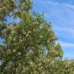 Bubba Desert Willow -Deals Blossom Vines Store Desert Willow Bubba 1