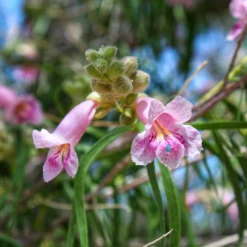 Bubba Desert Willow -Deals Blossom Vines Store Desert Willow Bubba 2