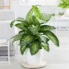 Tropic Snow Plant -Deals Blossom Vines Store Dieffenbachia Tropic SnowBB 600x600 63d7badf f740 4c25 bec8 a7f10634e161