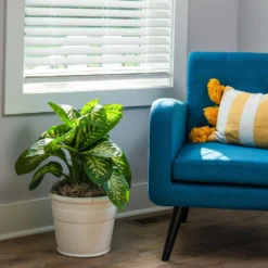 Tropic Snow Plant -Deals Blossom Vines Store Dieffenbachia Tropic Snow 3