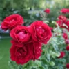 Don Juan Rose -Deals Blossom Vines Store Don Juan Rose BB 600x600 193ea60d eebb 4f75 b727 7f61fd1d2ecb