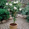 Double Blooming Gardenia Tree -Deals Blossom Vines Store Double Blooming Gardenia Tree BB 600x600 10c74c37 6b6b 42eb 8b5d cde80bdacaff