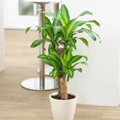 Dracaena Corn Plant 12 Dracaena Corn Plant -Deals Blossom Vines Store Dracaena Corn FGT