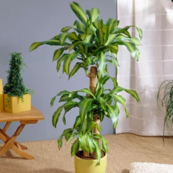 New Release -Deals Blossom Vines Store Dracaena Corn Plant BB