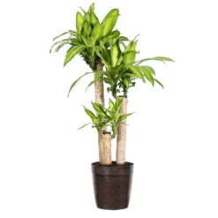 Dracaena Corn Plant 14 Dracaena Corn Plant -Deals Blossom Vines Store Dracaena Corn Plant delilah brown pot