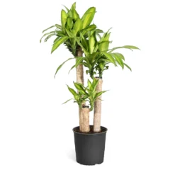 Dracaena Corn Plant 13 Dracaena Corn Plant -Deals Blossom Vines Store Dracaena Corn Plant standard pot