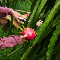 Dragon Fruit Cactus -Deals Blossom Vines Store Dragon Fruit Cactus 3