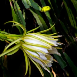 Dragon Fruit Cactus -Deals Blossom Vines Store Dragon Fruit Cactus 5 BB