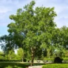 Drake Chinese Elm Tree 1 Drake Chinese Elm Tree -Deals Blossom Vines Store Drake Chinese Elm BB 600x600 0aa47c26 f7ce 4e33 af4c 61150ff4f2cf