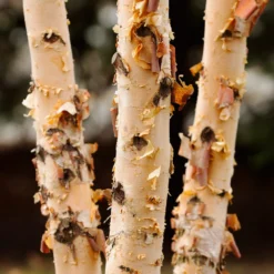Dura Heat'® River Birch Tree -Deals Blossom Vines Store Dura Heat River Birch 4
