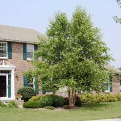 Dura Heat'® River Birch Tree -Deals Blossom Vines Store Dura Heat River Birch BB 5