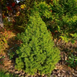 Dwarf Alberta Spruce Tree -Deals Blossom Vines Store Dwarf ALberta ALberta Spruce 2 BB