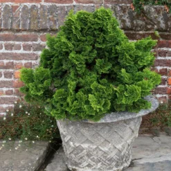 Dwarf Hinoki Cypress Shrub -Deals Blossom Vines Store Dwarf Hinoki Cypress 2