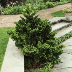 Dwarf Hinoki Cypress Shrub -Deals Blossom Vines Store Dwarf Hinoki Cypress 3