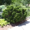 Dwarf Hinoki Cypress Shrub -Deals Blossom Vines Store Dwarf Hinoki Cypress BB 600x600 09023970 41af 4887 898c b2ad8388ef8b