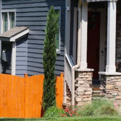 Dwarf Italian Cypress Tree 9 Dwarf Italian Cypress Tree -Deals Blossom Vines Store Dwarf Italian Cypress 3