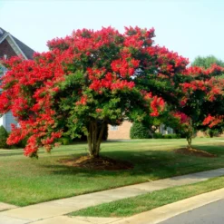 Dynamite Crape Myrtle Tree 10 Dynamite Crape Myrtle Tree -Deals Blossom Vines Store Dynamite Crape Myrtle 1 BB